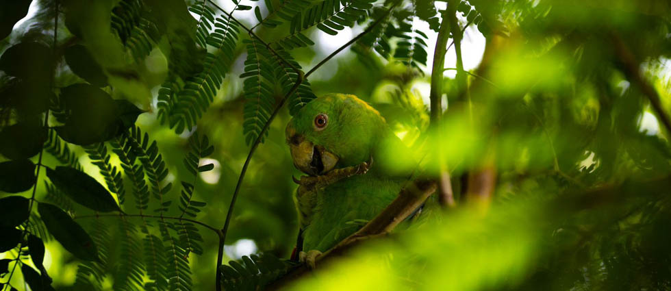 Liberan a loras nuca amarilla tras recuperar sus capacidades para sobrevivir en su entorno