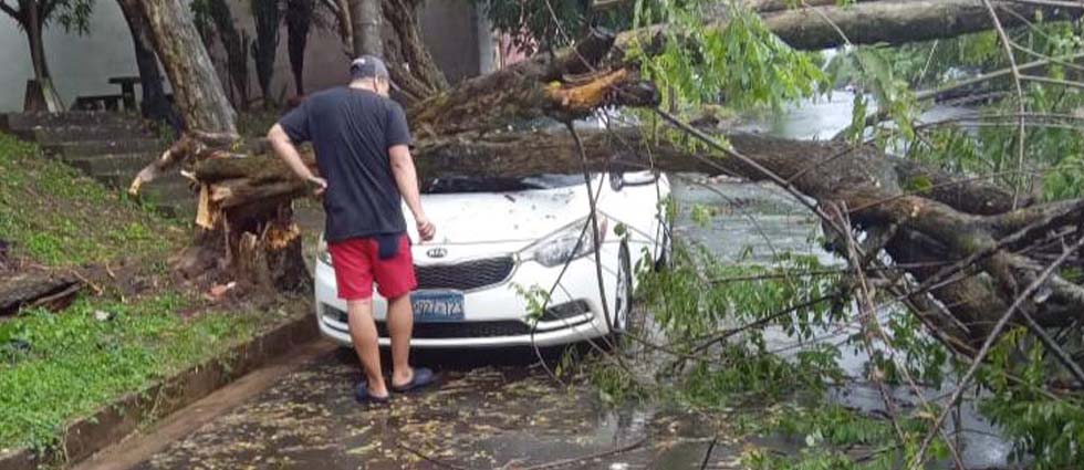 Árbol cae sobre un vehículo en urbanización de La Libertad