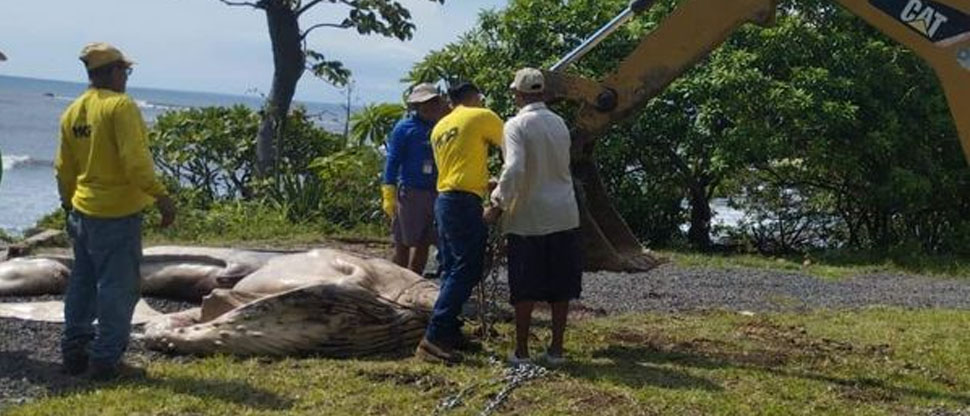 Encuentran 2 cadáveres de ballenas en distintas playas de Acajutla en menos de 24 horas