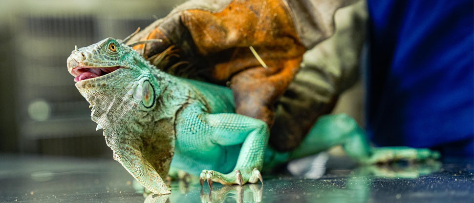 Rescatan a iguana mutante que fue víctima de tráfico ilegal de especies silvestres