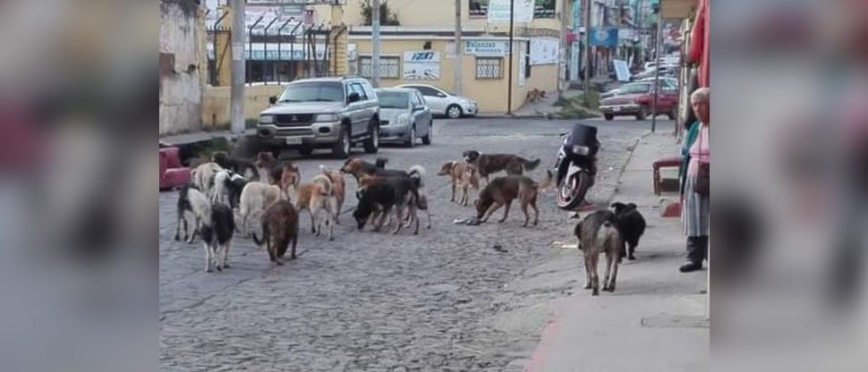 GUATEMALA: Pondrán a “dormir” a los perritos callejeros que consideren peligrosos