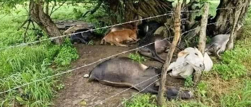 Rayo le quita la vida a 13 vacas en hacienda de Sonsonate