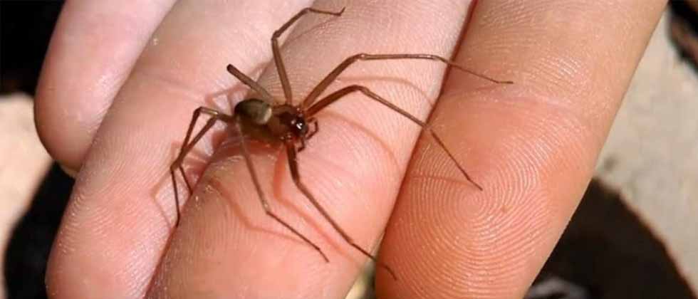 Italia: Muere joven por la picadura de una araña violinista