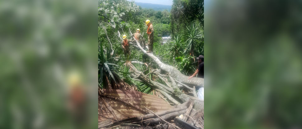 Militares auxilian a familia tras caer árbol en su humilde vivienda