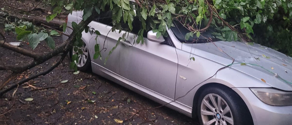 Tremendo susto: Árbol cae sobre un carro de alta gama BMW
