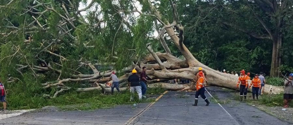 Protección Civil trabaja para remover árbol caído en carretera antigua a Zacatecoluca
