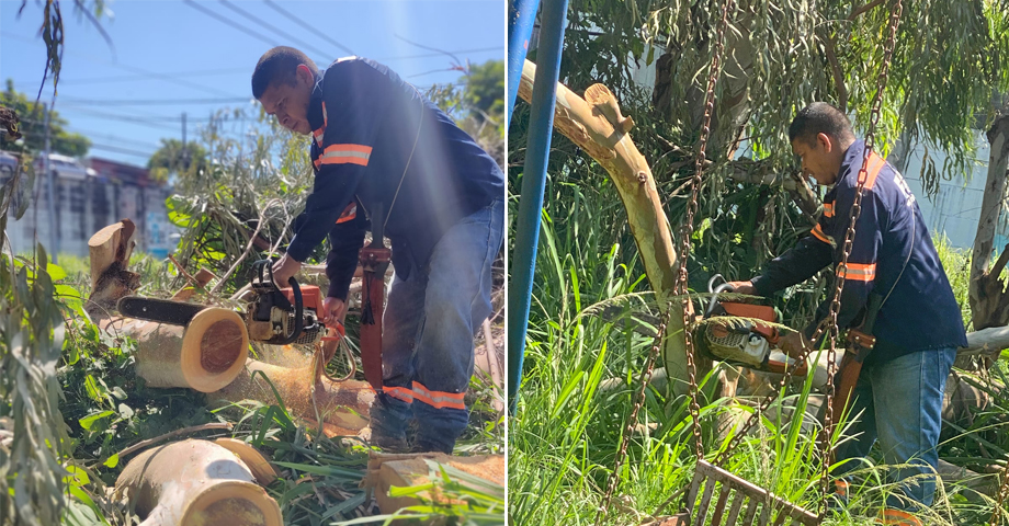 Remueven árbol de gran tamaño que cayó tras el fuerte sismo del miércoles en Cuscatancingo