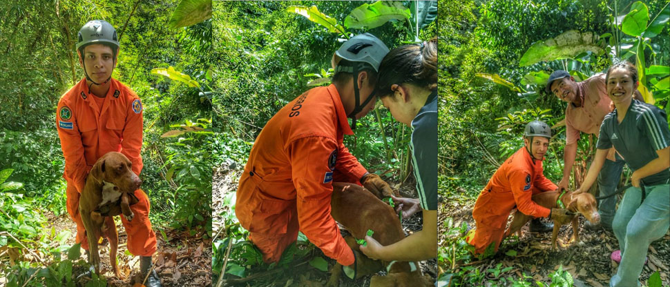 Bomberos rescatan a perrito que cayó en una quebrada en La Libertad