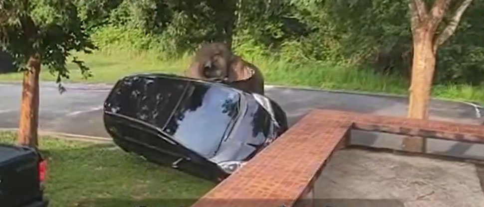 TAILANDIA: Elefante hambriento hace volcar un vehículo