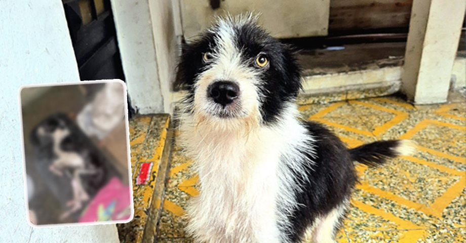 Presentan el antes y después de Parche, un perrito que estuvo a punto de morir tras ser abandonado