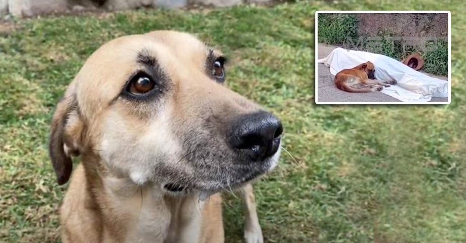 Perrito se quedó junto al cuerpo de su amo, víctima de un infarto