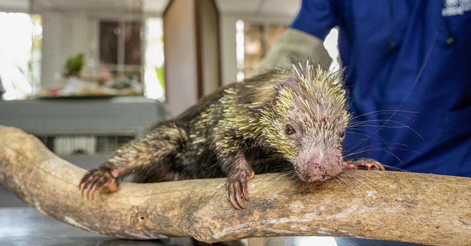Puercoespín se recupera en veterinaria del MARN tras ser atacado por otro animal