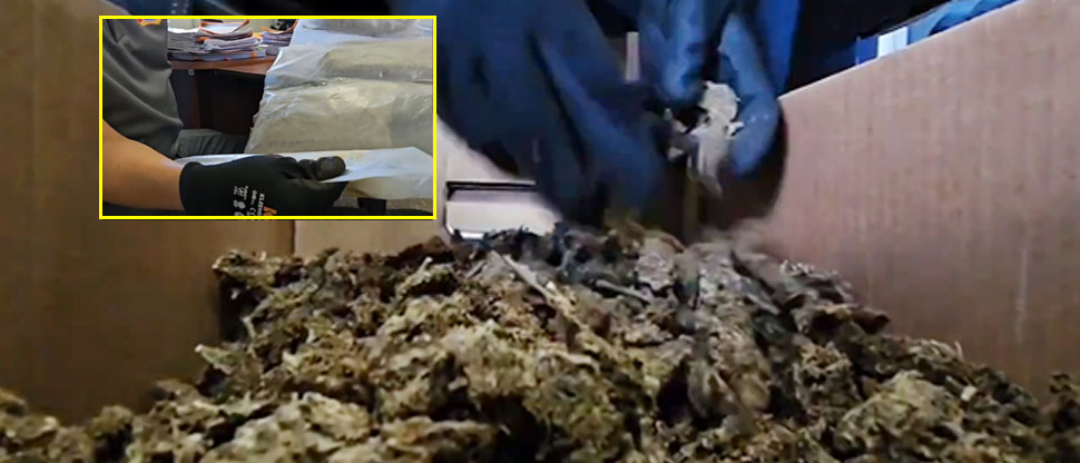 Fiscalía coordina destrucción de droga incautada en procedimientos en el oriente del país