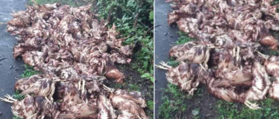 Dejan tiradas a media calle a más de 100 gallinas muertas tras accidente en Ahuachapán