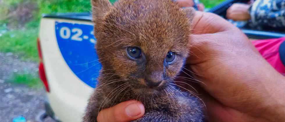 Rescatan a cachorro de gato montés que deambulaba en Santa Ana