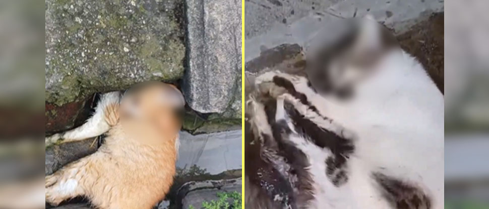 Denuncian que en una colonia de Ilopango les están dando “bocado” a los gatos