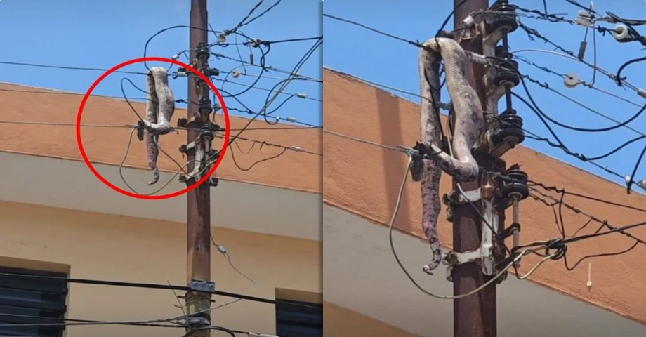 Enorme serpiente sube al tendido eléctrico y provoca un apagón en ciudad mexicana