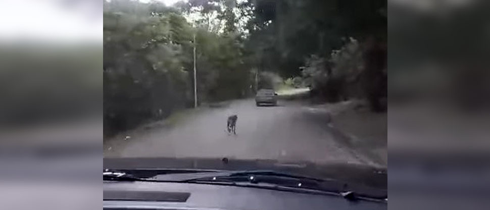 Denuncian a conductora que habría abandonado a su perrito en una carretera de Chalatenango