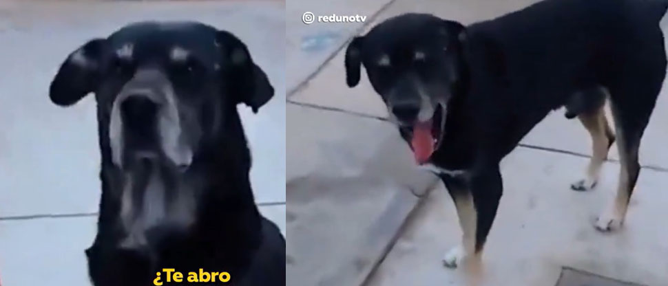 BOLIVIA: Perrito se viraliza por llegar solo a una veterinaria para que lo atiendan de su pata lesionada
