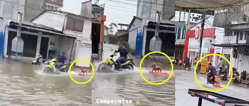PUERTO RICO: Graban a perrito en tabla de surf en medio de las inundaciones