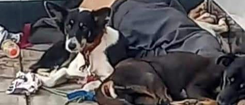 Perritos muestran fidelidad al no abandonar a su amo, un indigente que falleció en Sonsonate