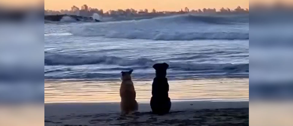 Perros conmueven las redes sociales por contemplar el atardecer en una playa de Argentina