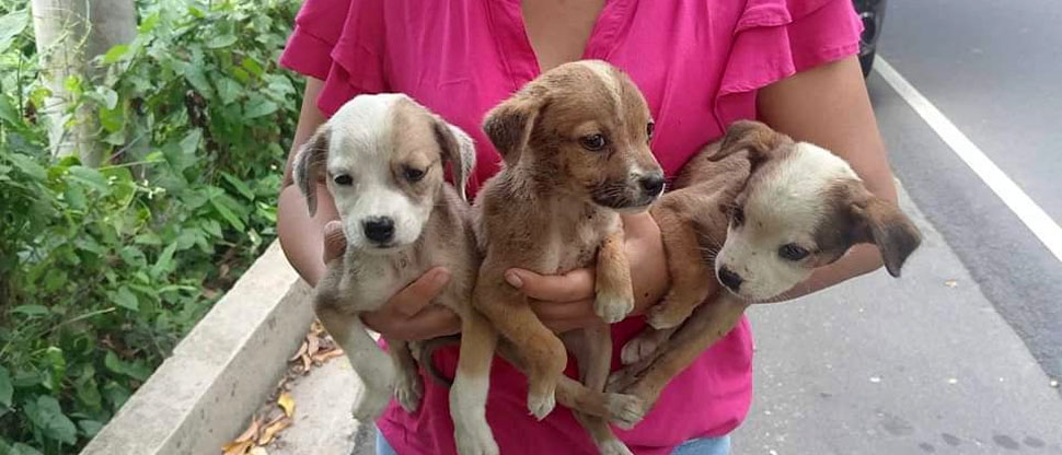 Rescatan a tres perritas que fueron abandonadas en carretera Troncal del Norte, Chalatenango