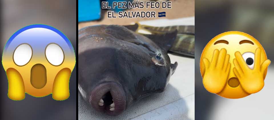 Este es el pez más «feo» descubierto en El Salvador