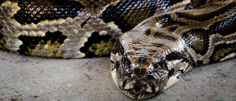 INDONESIA: Encuentran cuerpo de mujer, devorada por una pitón de 4.5 metros