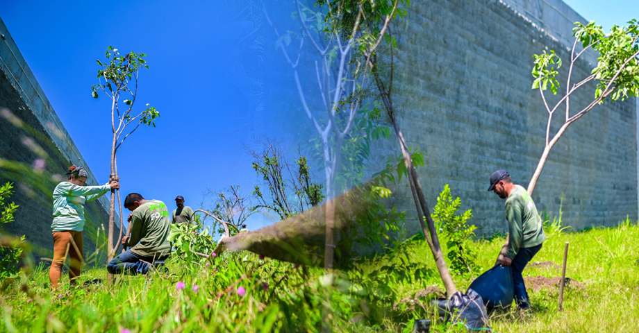 Siembran más de 70 árboles de maquilishuat en Sacacoyo, La Libertad