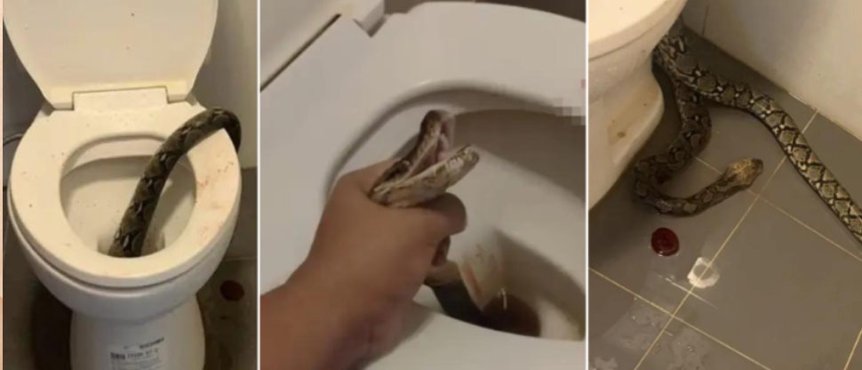 TAILANDIA: Hombre es mordido en los testículos por serpiente mientras hacía sus necesidades