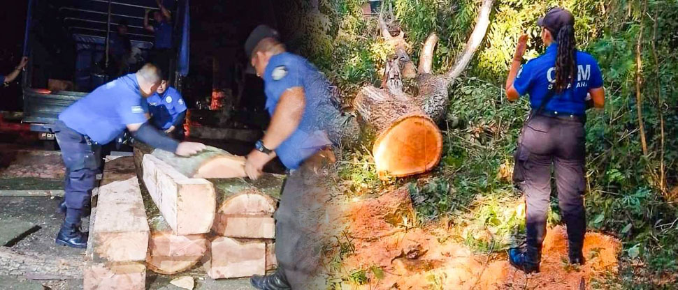 Tras denuncia ciudadana, incautan madera derivada a tala ilegal de árboles en Santa Ana