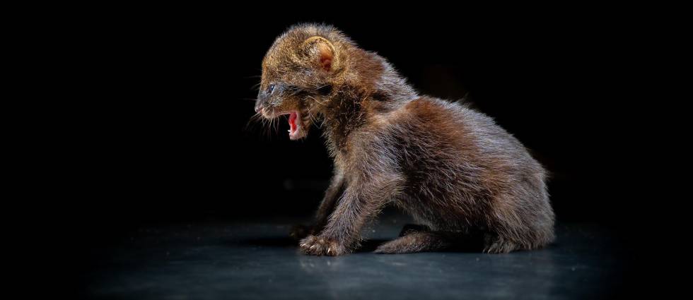 MARN recibe una cría de especie prioritaria en su clínica veterinaria