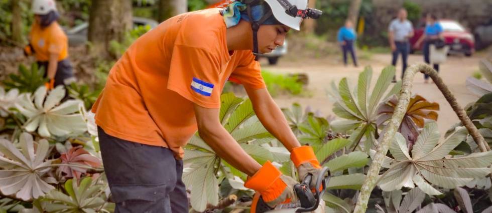 Remueven árbol que amenazaba con caer en la colonia Costa Rica