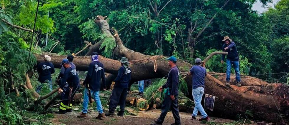 Lluvias derriban árbol de gran tamaño en San Miguel