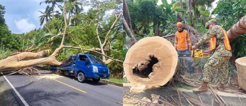 Militares y FOVIAL remueven enorme árbol que cayó sobre un camión en La Paz