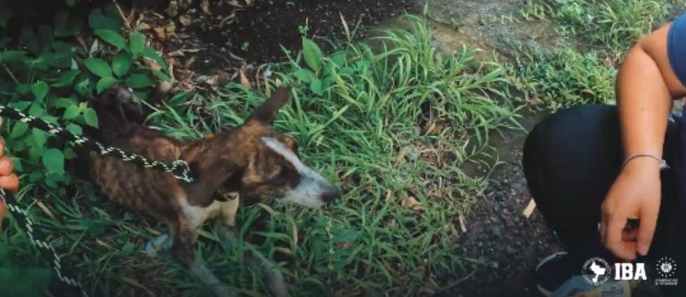 IBA recorre varios kilómetros hasta encontrar a perrito que estaba en condiciones críticas