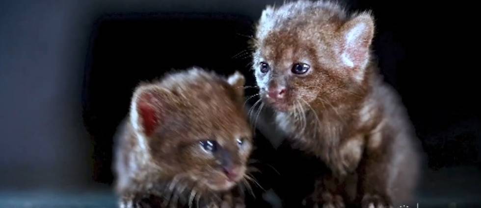 Crías de gato zonto estarán bajo cuidados del MARN hasta que desarrollen sus habilidades
