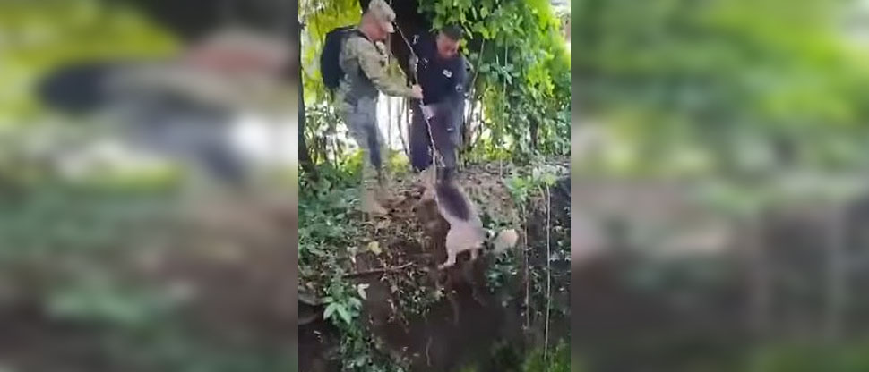 Policía y militar rescatan a un perrito que cayó a una fosa en Santa Ana