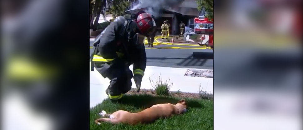 Viralizan video de bombero salvando la vida de perritos en un incendio