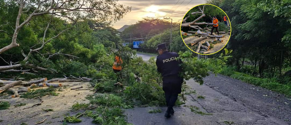 Policías colaboran en retirar escombros de árbol caído en La Unión