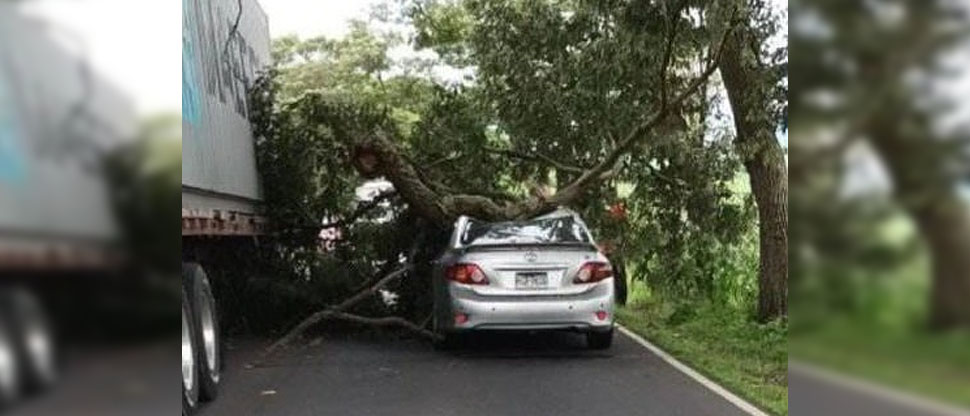 Conductor pasa momentos de angustia tras caer árbol sobre su vehículo en Sonsonate