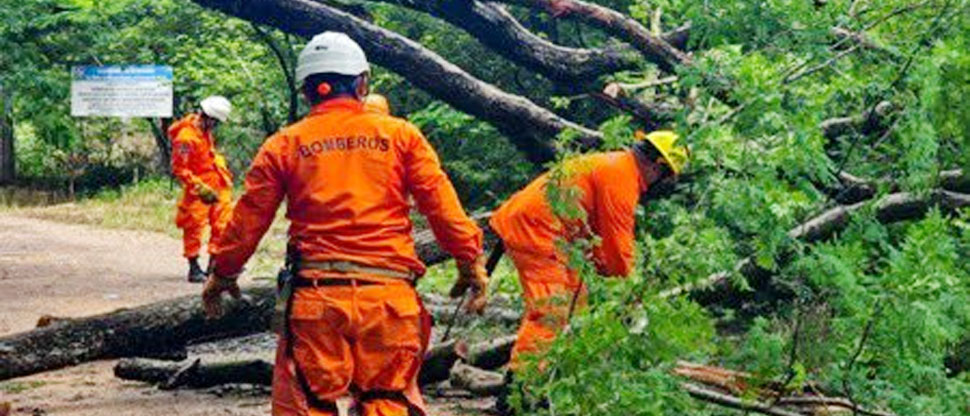 Bomberos unen sus esfuerzos para retirar árbol caído en Morazán
