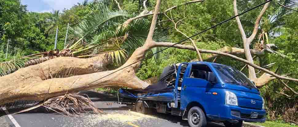 PNC reporta solo daños materiales tras caída de árbol en un camión