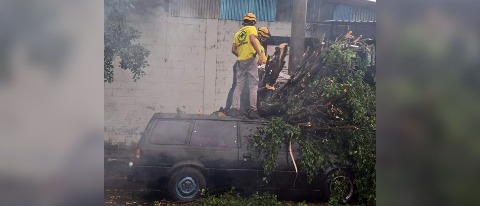 Árbol cae sobre vehículo en San Bartolo, Ilopango