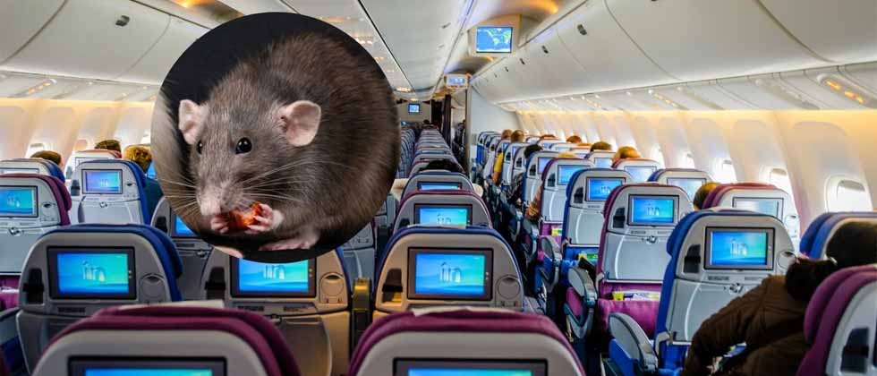 Un ratón vivo aparece en la comida de una pasajera y el avión tiene que aterrizar de emergencia