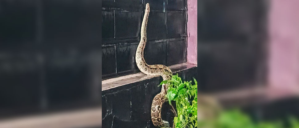 Familia se lleva tremendo susto al encontrar una culebra de gran tamaño en su vivienda