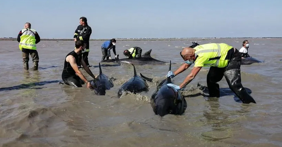 Rescatan a 17 delfines varados en una playa al suroeste de Francia