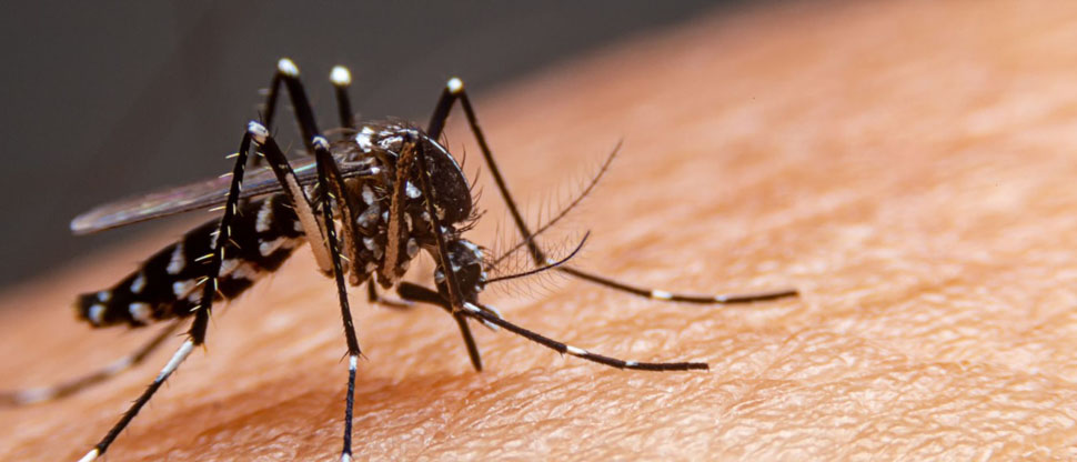 COSTA RICA: Suma cinco fallecidos a causa del dengue