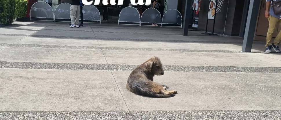 Denuncian a centro comercial por colocar barreras para que no entren perritos de las calles